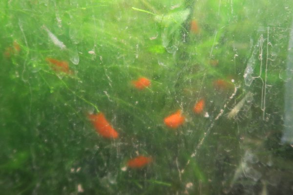 Dwarf Fire Red Platies (Xiphophorus maculatus)