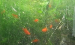 Dwarf Fire Red Platies