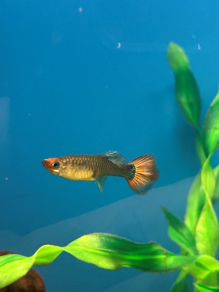 Assorted Guppies 20+