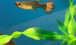 Assorted Guppies 20+
