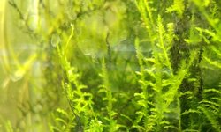 Flame Moss