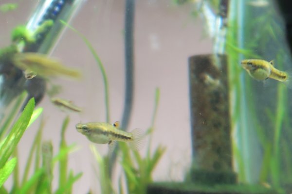 Florida Least Killifish (Heterandria formosa)