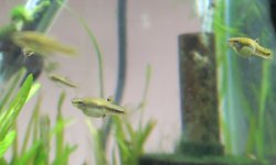 Least Killifish (Heterandria formosa)