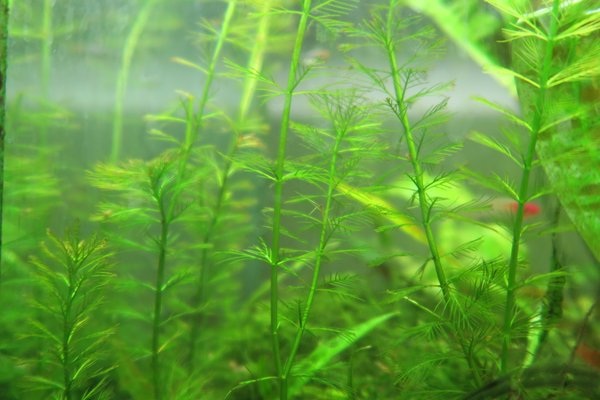 Frill / Foxtail (Myriophyllum simulans)