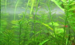 Frill / Foxtail (Myriophyllum simulans)