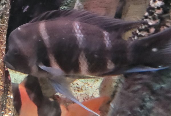 A Frontosa from another lot