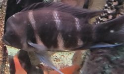 Frontosa