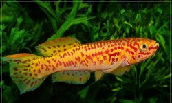 Fundulopanchax gardneri gold