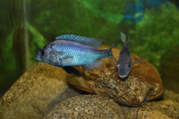 young male and female