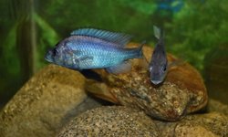 Gaurochromis empodisma young adults