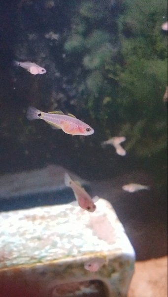 More typical juveniles in my grow out tank !