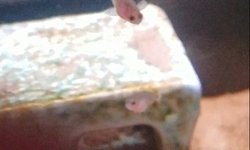Photo 2 of Peacock Gudgeon