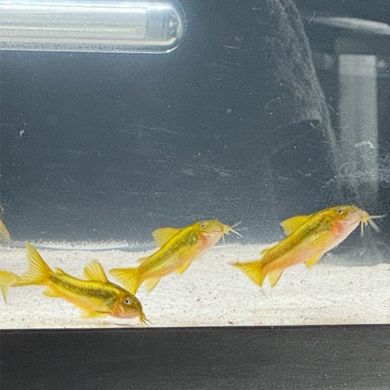 4 Green Laser Corydoras - CW009