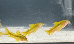 4 Green Laser Corydoras - CW009