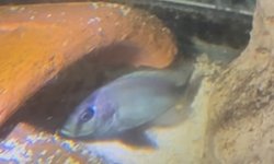 Gaurochromis empodisma  juv