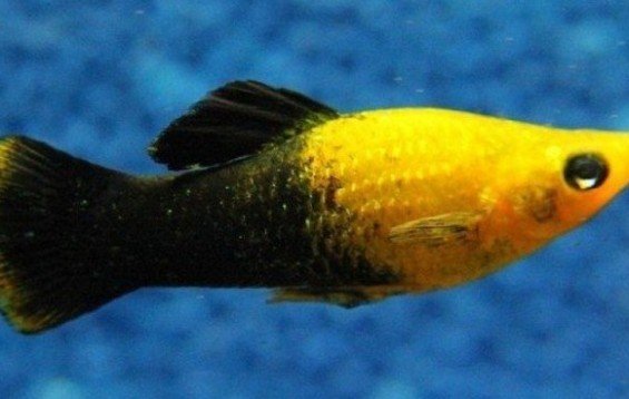 Gold dust mollies