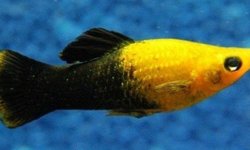 Gold dust mollies