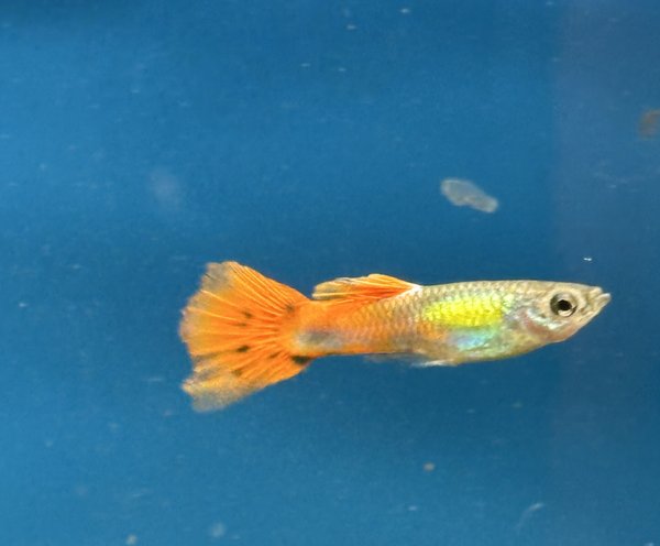Assorted Guppies 20+