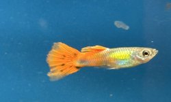 Photo 3 of Assorted Guppies 20+