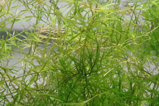 Guppy Grass (Najas guadalupensis)