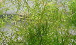Guppy Grass (Najas guadalupensis)