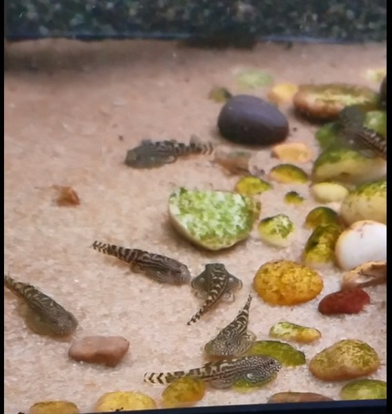 Typical juveniles in my tank