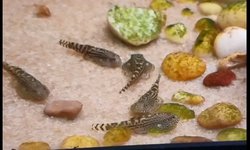 Reticulated Hillstream Loach