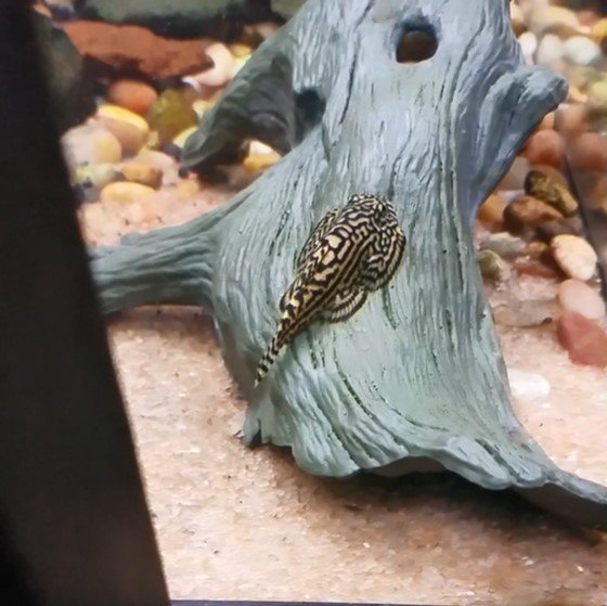 alpha male of my breeding group and probable parent