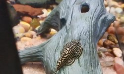 Photo 2 of Reticulated Hillstream Loach