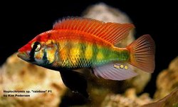 Haplochromis sp. Rainbow