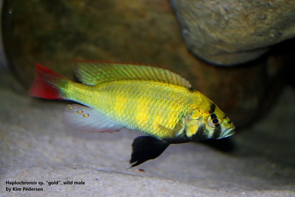 Haplochromis sp. Gold