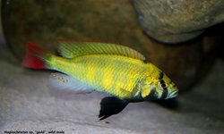 Haplochromis sp. Gold