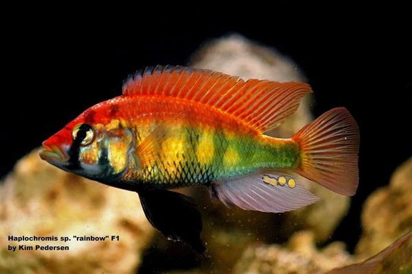 Haplochromis sp. Rainbow