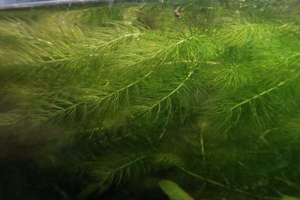 Hornwort (Ceratophyllum demersum)
