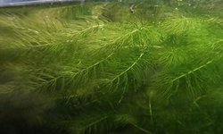 Hornwort (Ceratophyllum demersum)
