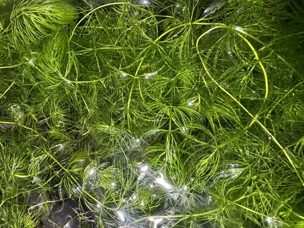 Hornwort