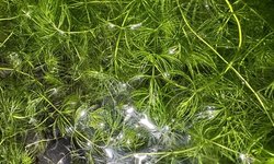 Hornwort