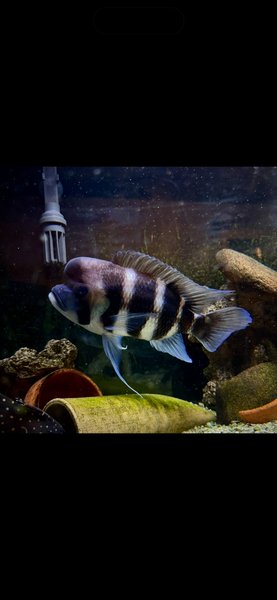 Beautiful high contrast healthy breeder make.