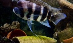10” Male Frontosa