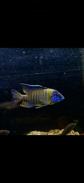 Aulon. stuartgranti blue neon  Undu Pt.