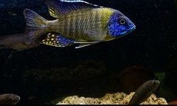 Aulon. stuartgranti blue neon  Undu Pt.