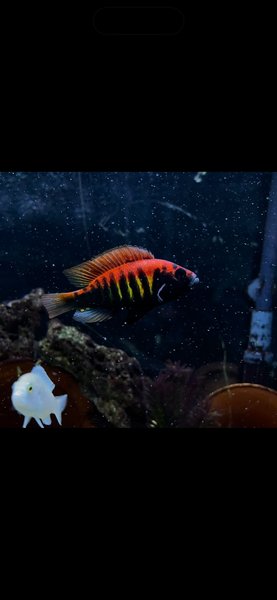 8 Pundamilia Nyererei “Makobe Island” 1.5”