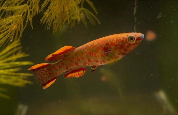 Fundulopanchax Gardneri