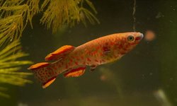 Fundulopanchax Gardneri
