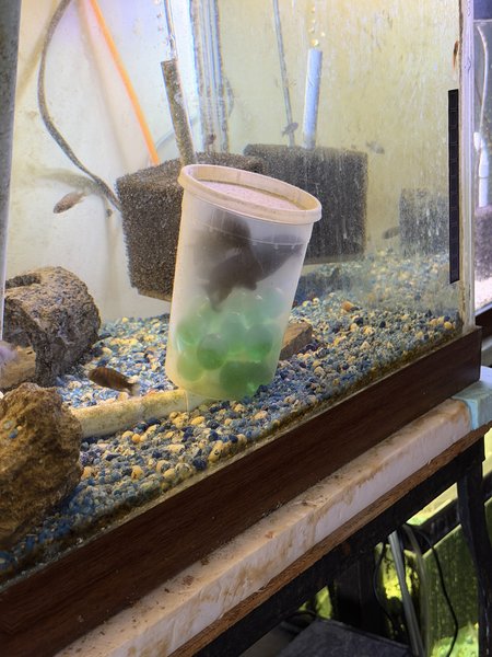 Adults spawning