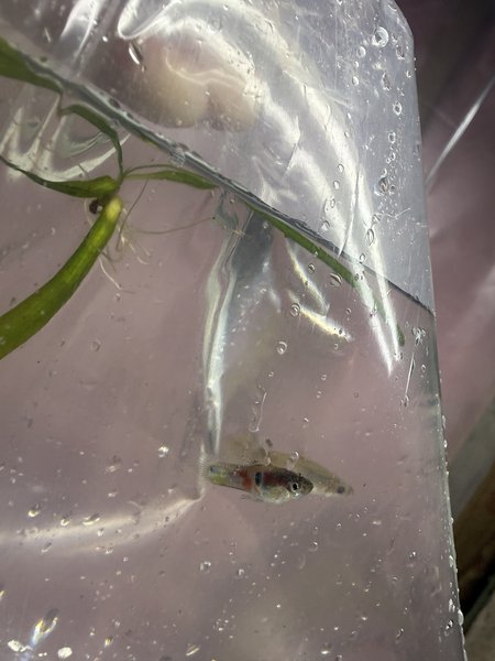 Bag of endlers