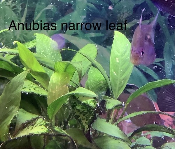 Anubias narrow leaf