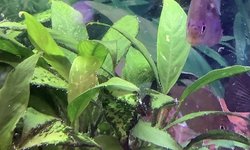 Anubias narrow leaf