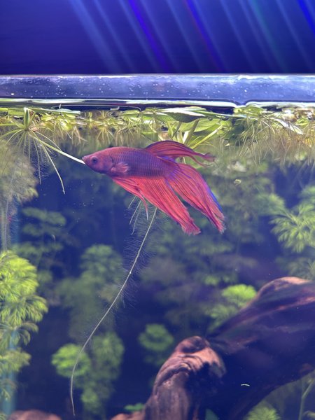Male Red Veiltail Betta