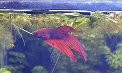 Photo 2 of Male Red Veiltail Betta